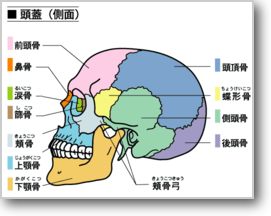 頭蓋骨 頭蓋骨