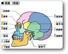 頭蓋骨 頭蓋骨