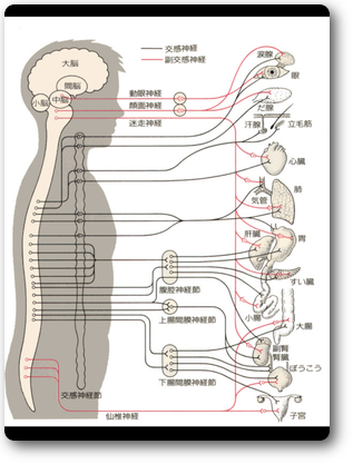 内臓との関連 内臓との関連
