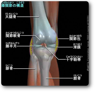 膝関節 膝関節